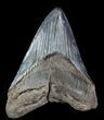 Fossil Megalodon Tooth - Georgia #76513-1